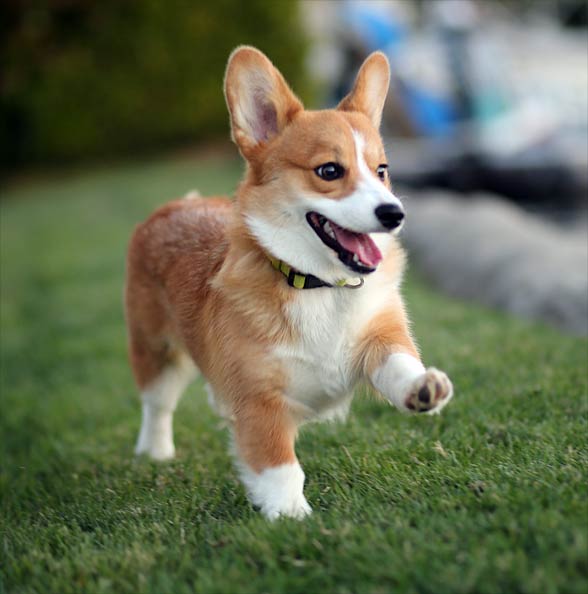 corgu