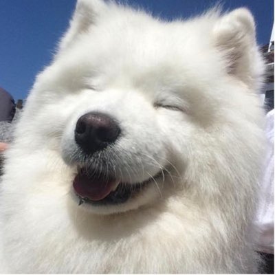 Samojed